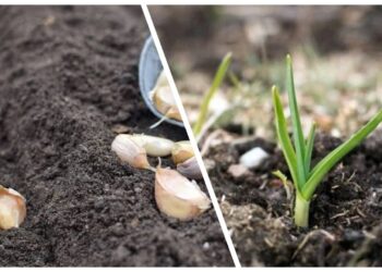 Neskubėkite panikuoti: pasodintas česnakas pirmiausia leidžia šaknis, o ne daigus