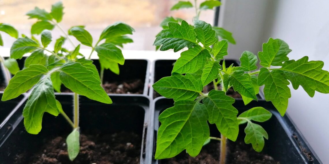 Dar prieš kenkėjų antplūdį: vienas pigus tirpalas gali apsaugoti jūsų daigus