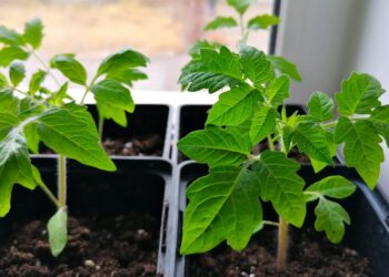 Dar prieš kenkėjų antplūdį: vienas pigus tirpalas gali apsaugoti jūsų daigus