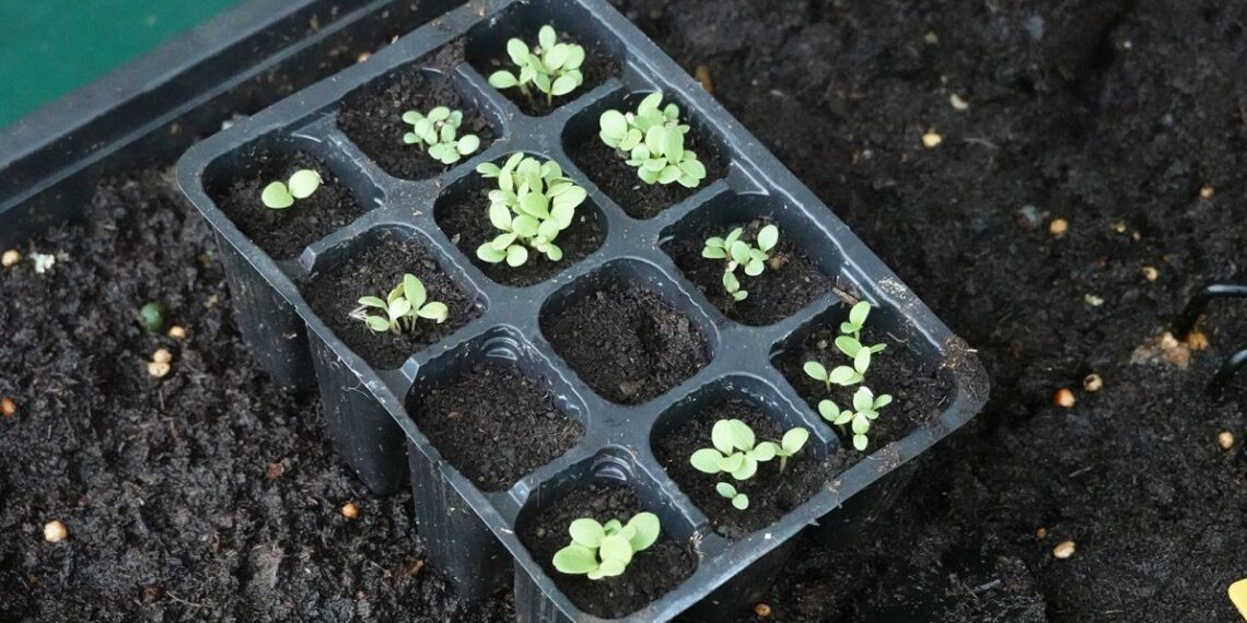 Daržininkų įspėjimas: ne visos sėklos iš parduotuvės tinka sėjai