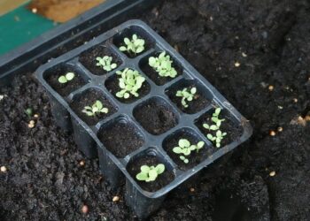 Daržininkų įspėjimas: ne visos sėklos iš parduotuvės tinka sėjai