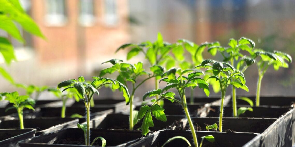 Dėl šios lemtingos klaidos daigai skursta: 90 proc. daržininkų vis dar jos nežino