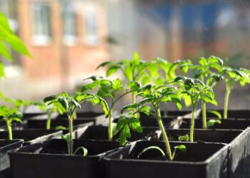 Dėl šios lemtingos klaidos daigai skursta: 90 proc. daržininkų vis dar jos nežino