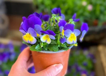 ES planuoja draudimus: ar teks atsisveikinti su mėgstamais kambariniais augalais?