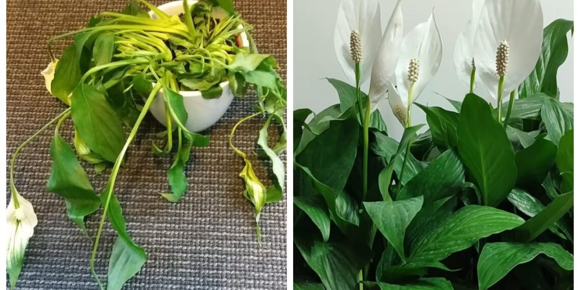 Floristė atskleidė: po vieno laistymo šiuo mišiniu spatifilis ėmė sparčiai augti