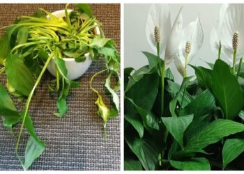 Floristė atskleidė: po vieno laistymo šiuo mišiniu spatifilis ėmė sparčiai augti