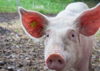 Fukušimos zonoje sparčiai daugėja laukinių šernų: mokslininkai aiškinasi priežastis