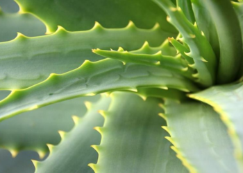 Gydytojai nustebo: šie kasdieniai augalai gali būti naudingi jūsų sveikatai