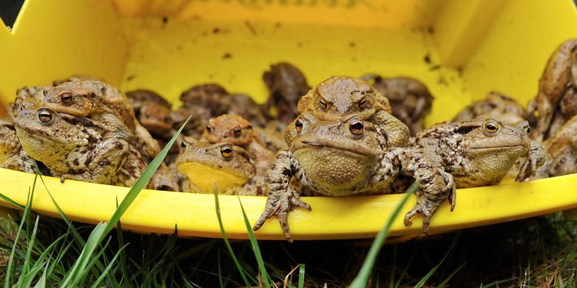 Šiurpus reiškinys Hamburge: tūkstančiai varlių tvenkinyje ištino ir sprogo