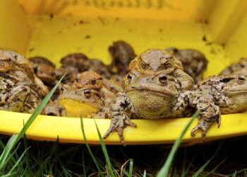 Šiurpus reiškinys Hamburge: tūkstančiai varlių tvenkinyje ištino ir sprogo