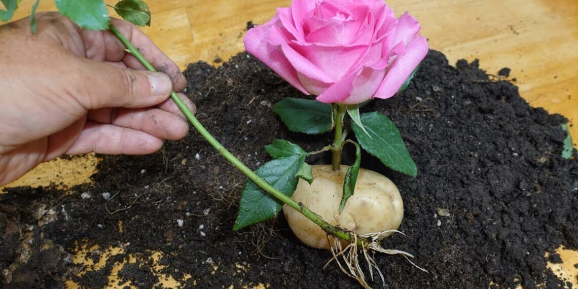 Netikėtas sodo triukas: rožės stiebelis bulvėje gali padėti greičiau įsišaknyti