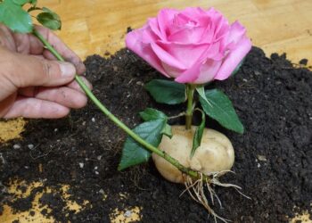 Netikėtas sodo triukas: rožės stiebelis bulvėje gali padėti greičiau įsišaknyti