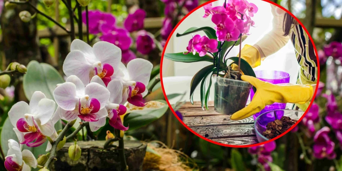 Orchidėja nežydi? Ši paprasta priemonė gali išgelbėti jūsų augalą