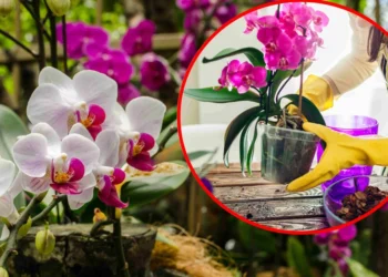 Orchidėja nežydi? Šis miltelių mišinys gali paskatinti žiedus pražyti net šaltuoju sezonu
