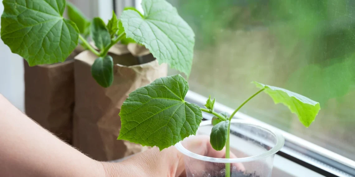 Įberkite šio paprasto ingrediento į žemę – agurkų daigai augs akyse