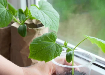 Įmaišykite šį ingredientą į dirvą – agurkai gali užaugti gerokai didesni