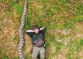 Siaubas kaime: Indonezijoje aptiktas pitonas, galintis praryti net karvę