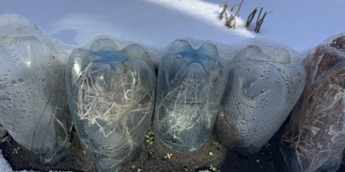 Iš paprastų šiukšlių – mini šiltnamiai: triukas, padedantis daigams išgyventi net per −15 °C