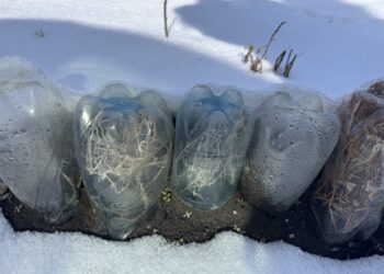 Iš paprastų šiukšlių – mini šiltnamiai: triukas, padedantis daigams išgyventi net per −15 °C