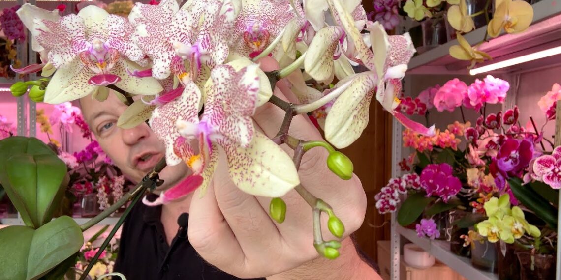 Paprasta priemonė iš vaistinės, padėjusi atgaivinti orchidėjas ir fikusus