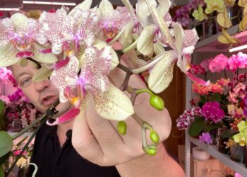 Paprasta priemonė iš vaistinės, padėjusi atgaivinti orchidėjas ir fikusus