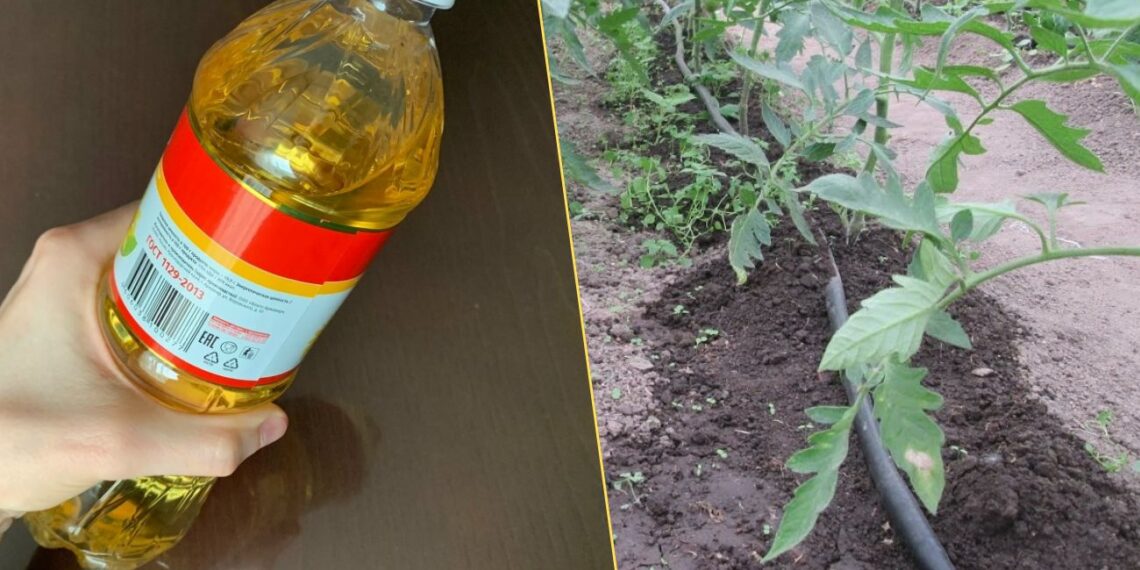 Kaip panaudoti aliejaus buteliukus efektyvesniam daržo laistymui?