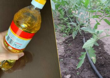 Kaip panaudoti aliejaus buteliukus efektyvesniam daržo laistymui?