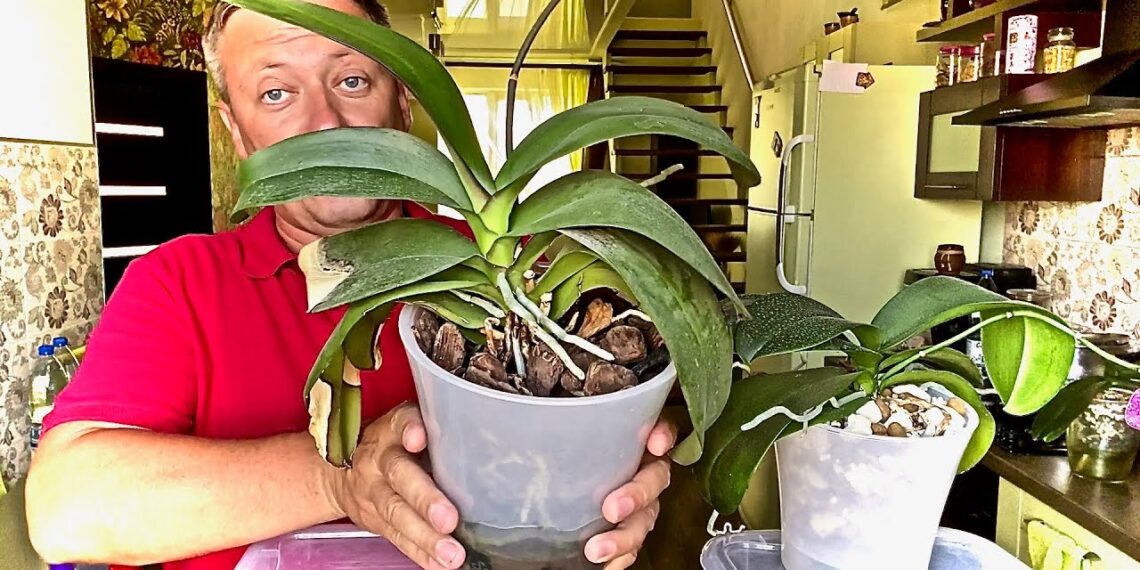 Vos 10 g šių miltelių – ir orchidėja leidžia galingas šaknis: sodininkų triukas