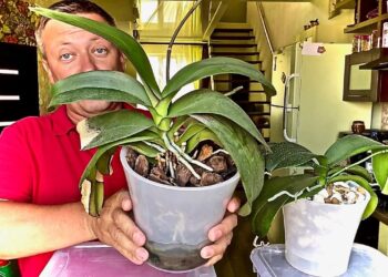 Vos 10 g šių miltelių – ir orchidėja leidžia galingas šaknis: sodininkų triukas