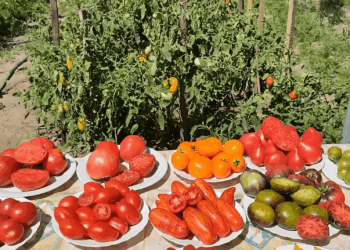 Jūsų pomidorai gali būti net 30 % saldesni: 5 lemtingos klaidos, kurias daro beveik visi sodininkai