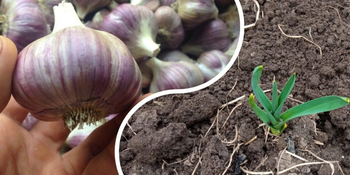 Ši paprasta česnakų gudrybė pavasarį gali padvigubinti ar net patrigubinti derlių