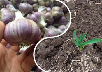 Ši paprasta česnakų gudrybė pavasarį gali padvigubinti ar net patrigubinti derlių