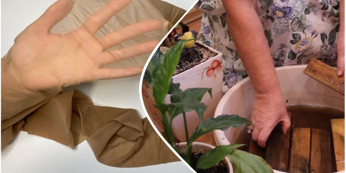 Kaimynė atskleidė triuką: kaip iš senų pėdkelnių pasidaryti automatinę laistymo sistemą namuose