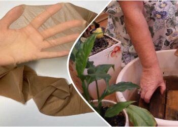 Kaimynė atskleidė triuką: kaip iš senų pėdkelnių pasidaryti automatinę laistymo sistemą namuose