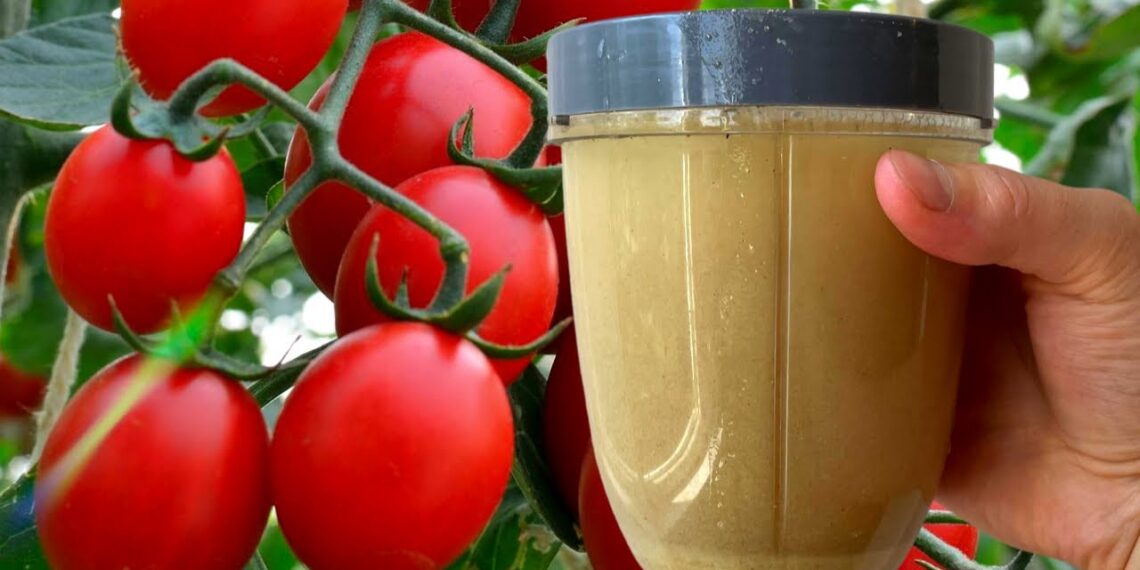 Kodėl kai kurie sodininkai pomidorams naudoja mieles? Triukas, kuris nustebina daugelį