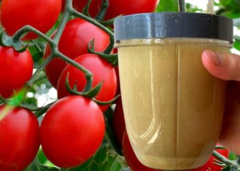 Kodėl kai kurie sodininkai pomidorams naudoja mieles? Triukas, kuris nustebina daugelį