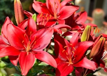 Net mažame balkone gali žydėti lelijos: specialistai atskleidė, kaip jas auginti