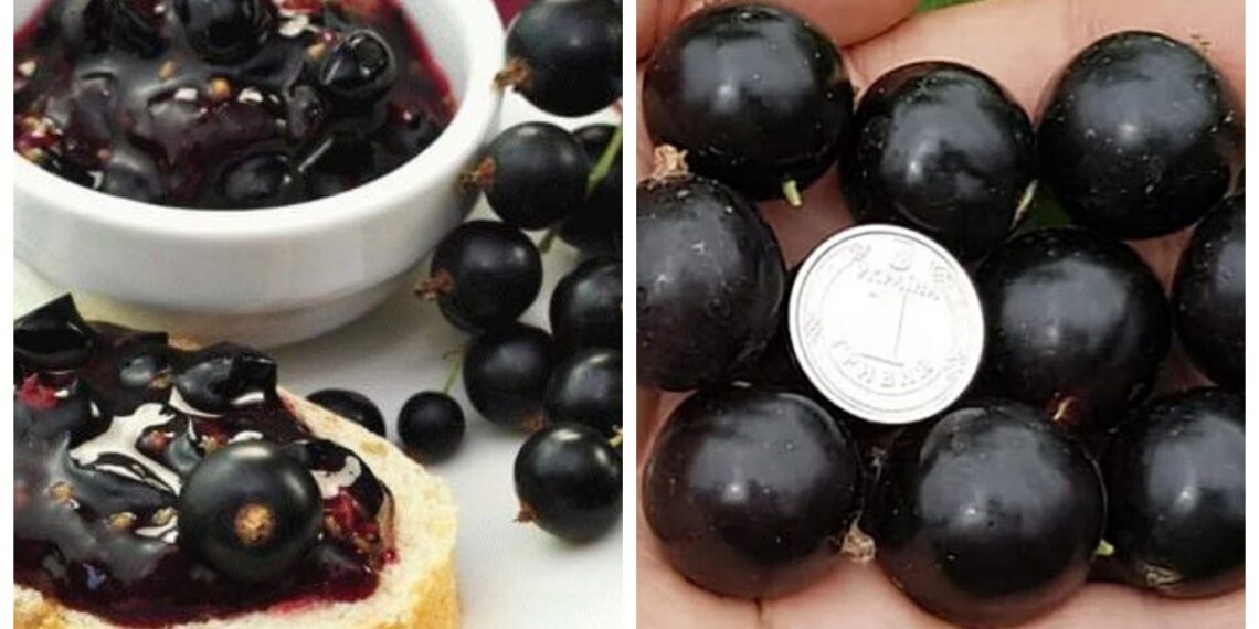 Serbentai lūžta nuo uogų: ką pabarstau dar žiemą, kad derlius stebintų visus