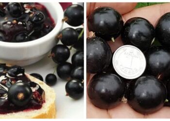 Serbentai lūžta nuo uogų: ką pabarstau dar žiemą, kad derlius stebintų visus