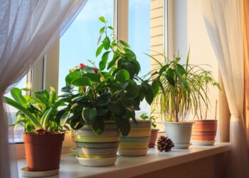 Kambarinės gėlės sužaliavo be brangių trąšų: kavos tirščiai, pelenai ir alavijas daro stebuklus