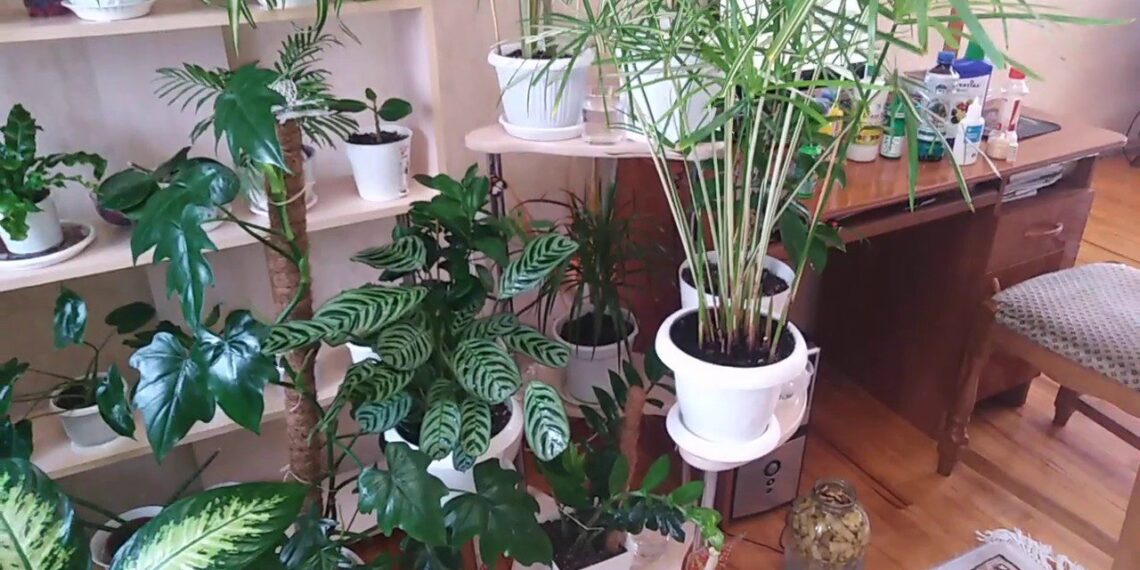 Kambarinių gėlių lapai nebegelsta: vienas paprastas triukas, kuris veikia