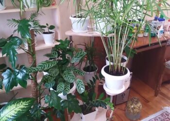 Kambarinių gėlių lapai nebegelsta: vienas paprastas triukas, kuris veikia