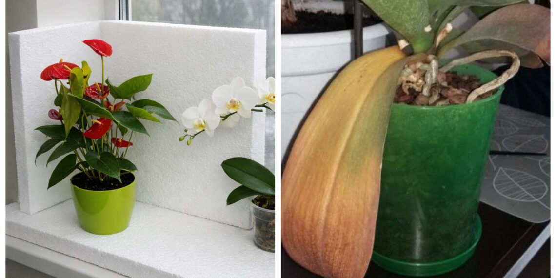 Ar tikrai veikia? Vienas putplasčio gabalas gali apsaugoti gėles nuo šalčio