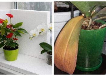 Ar tikrai veikia? Vienas putplasčio gabalas gali apsaugoti gėles nuo šalčio