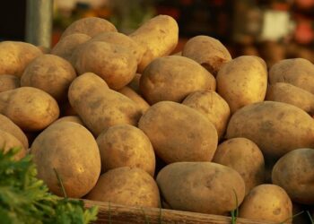 „Bulvių potvynis“ Berlyne: vokiečiai nemokamai dalija tūkstančius tonų bulvių miestiečiams