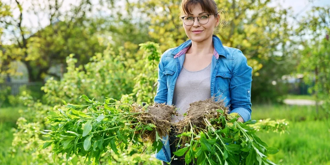 Neperkeliate daugiamečių augalų? Po kelių metų jie gali pradėti nykti