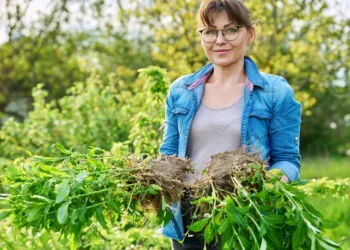 Neperkeliate daugiamečių augalų? Po kelių metų jie gali pradėti nykti