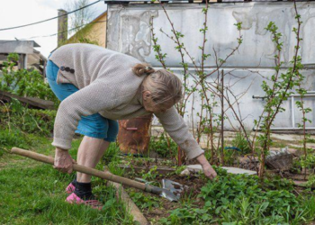Kas nutinka sodybai be kenkėjų kontrolės? Ekspertai įspėja apie rimtas pasekmes