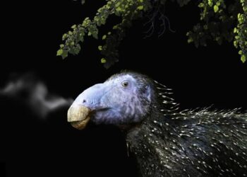 Mokslininkai aptiko neįprastą dinozaurą: tokio tipo radinių dar nebuvo