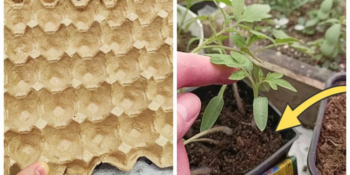 Paprastas triukas su kiaušinių dėklu: daigai sudygsta greičiau, nekainuoja nė cento